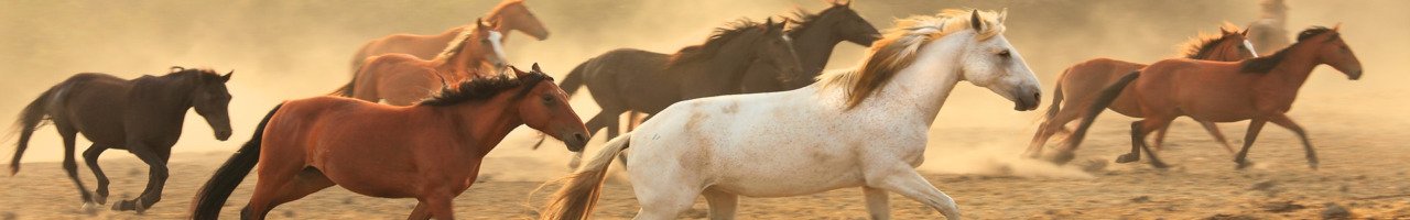 Return to Freedom 11