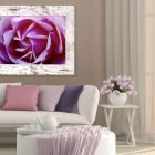 Pink Rose