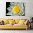 White Lotus