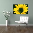 Yellow Aster
