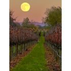 Full Moon Over Slusser Vineyard, Healdsburg, CA