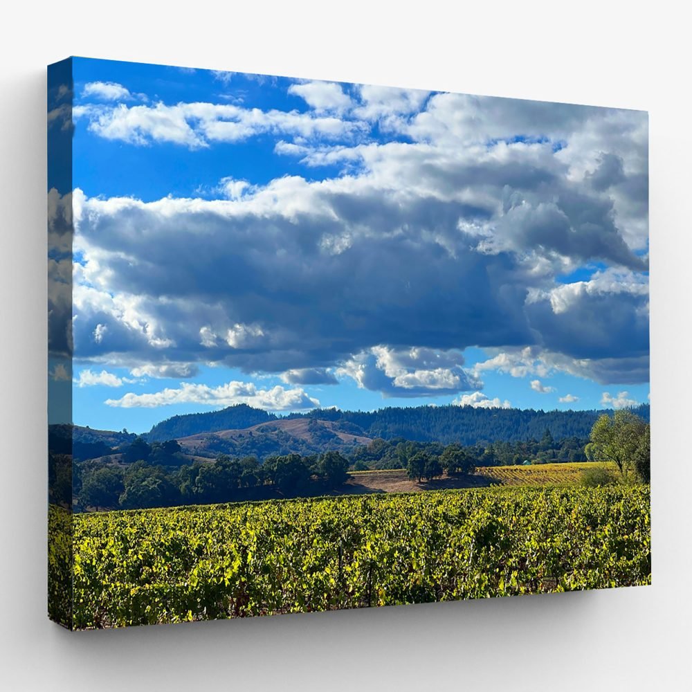 Russian River Vineyards Healdsburg