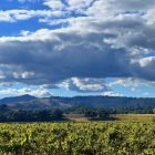 Russian River Vineyards Healdsburg