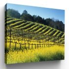 Springtime Mustard Healdsburg CA