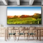 Sunset on the Summer Vineyard