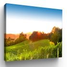 Sunset on the Summer Vineyard