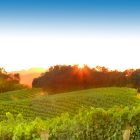 Sunset on the Summer Vineyard
