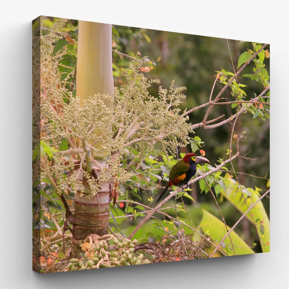 Toucanet of Costa Rica