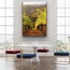 Vineyard in the Sonoma Hills