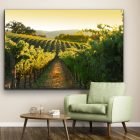 Warm Summer Vineyard, Healdsburg, CA