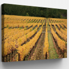 Western Avenue Vineyard