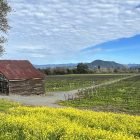Westside Barn with Mustard